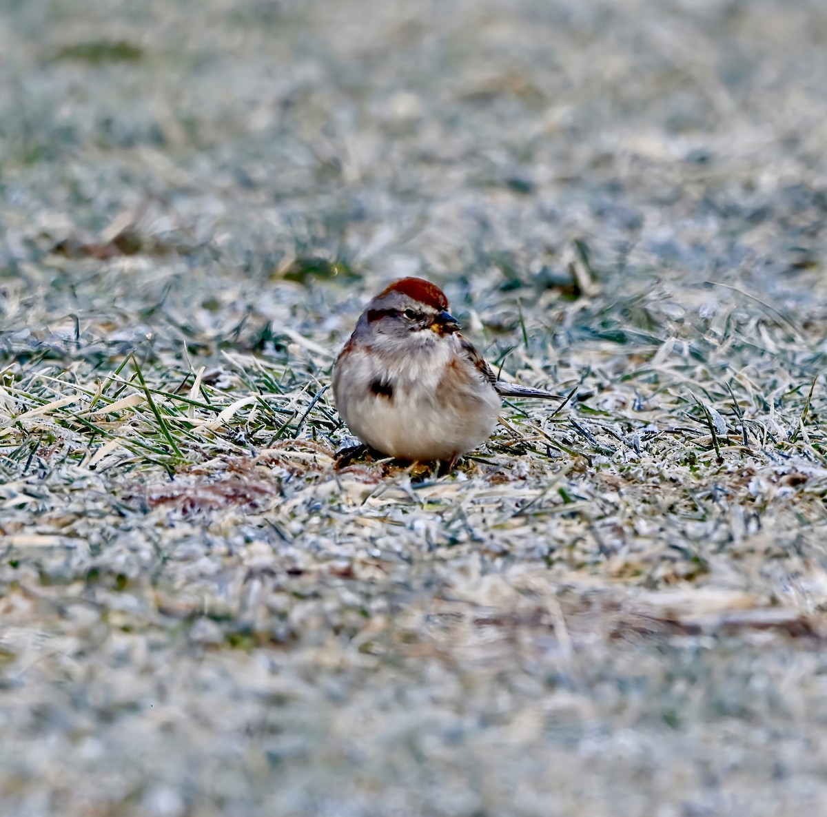 American Tree Sparrow - ML647231509