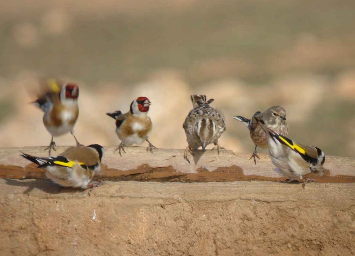 European Goldfinch - ML647231511