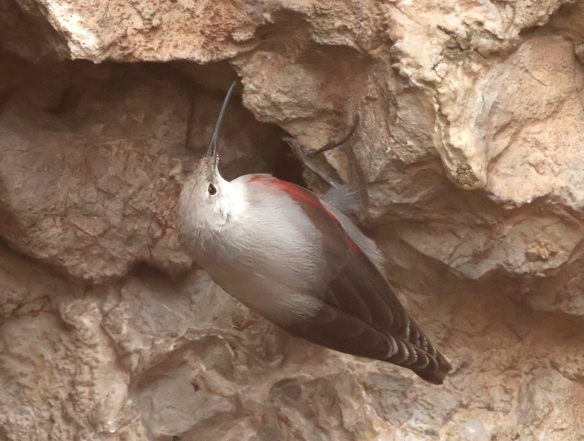 Wallcreeper - ML647231514