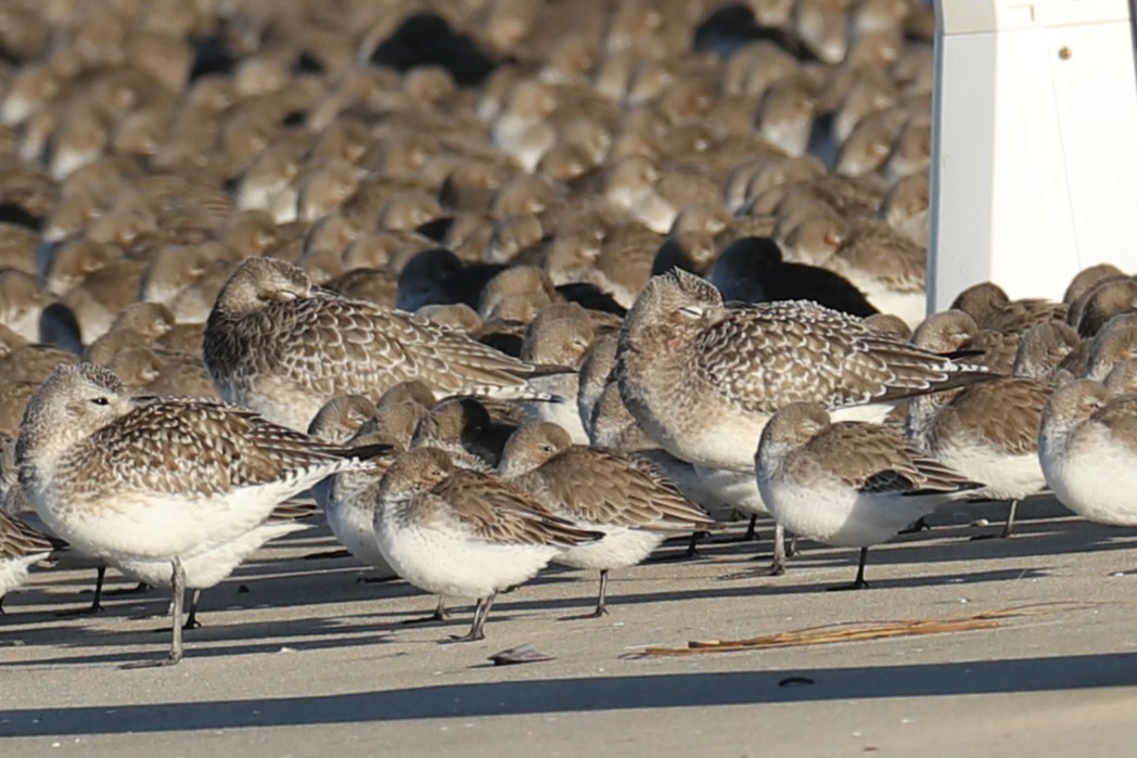 黑腹濱鷸 - ML647231517