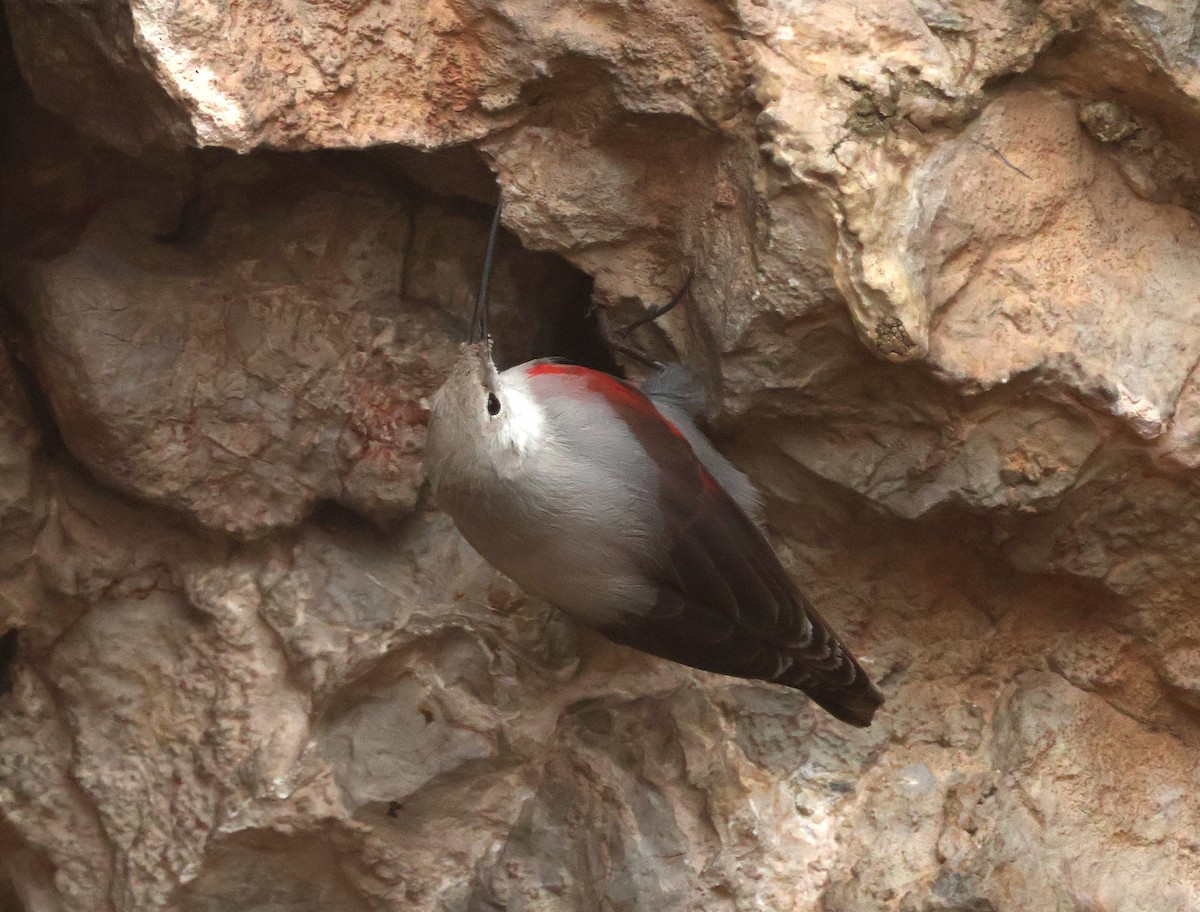 Wallcreeper - ML647231520