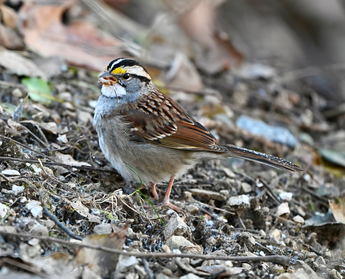 White-throated Sparrow - ML647231521