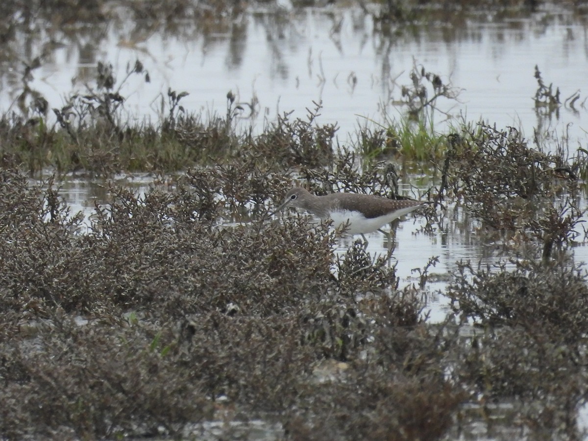 白腰草鷸 - ML647231522