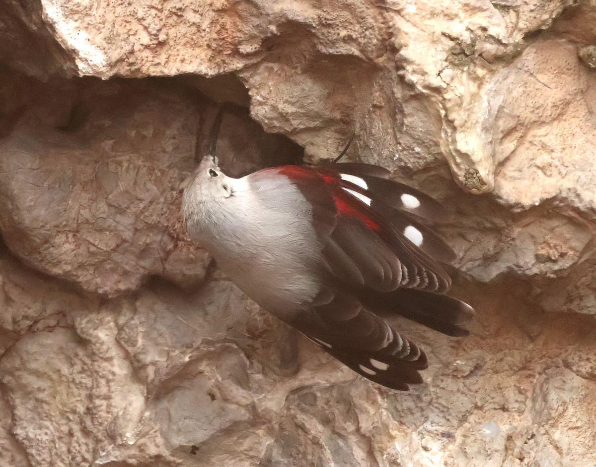 Wallcreeper - ML647231524