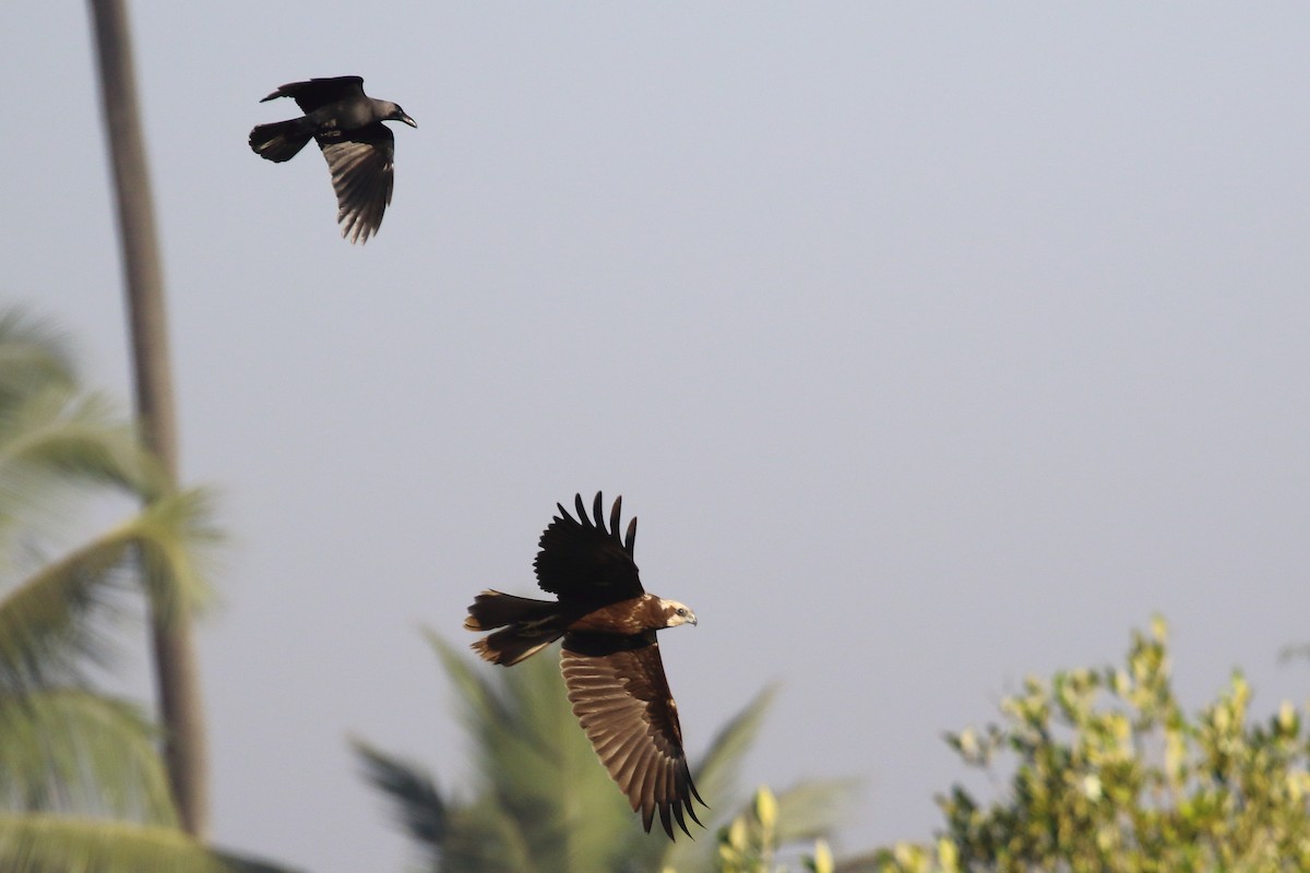 西方澤鵟 - ML647231525