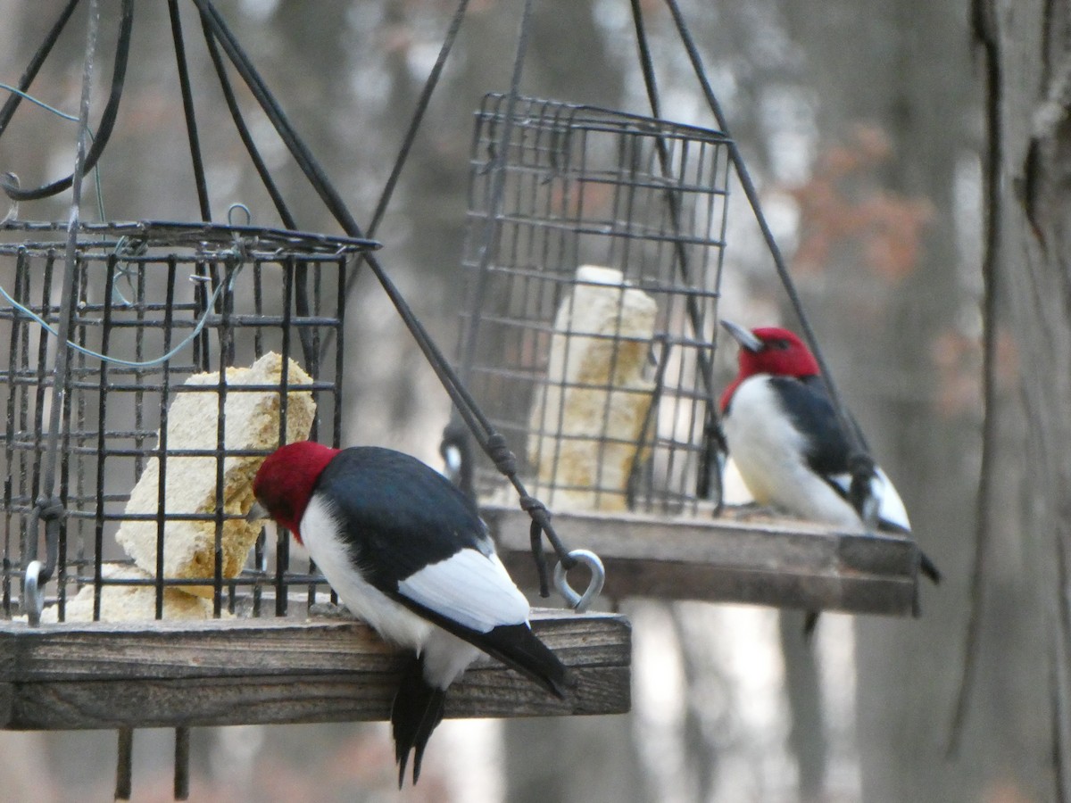 rødhodespett - ML647231527