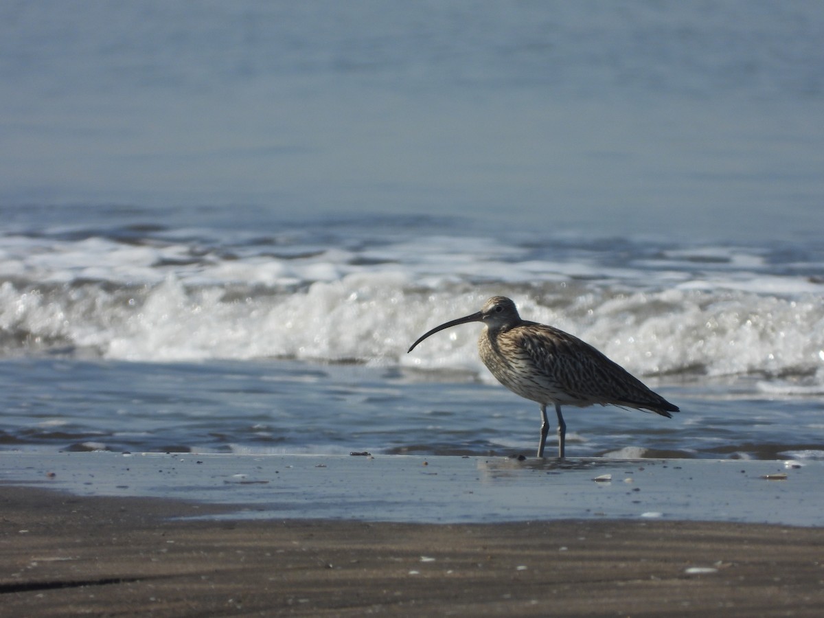 大杓鷸 - ML647231528