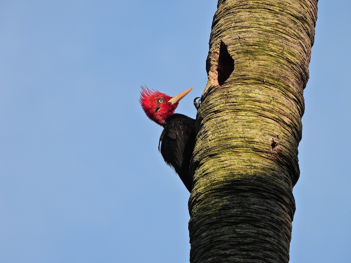 Cream-backed Woodpecker - ML647231529