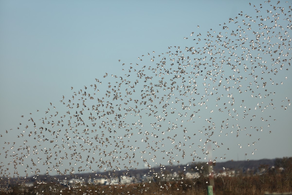 鴴形目(水鳥) - ML647231530