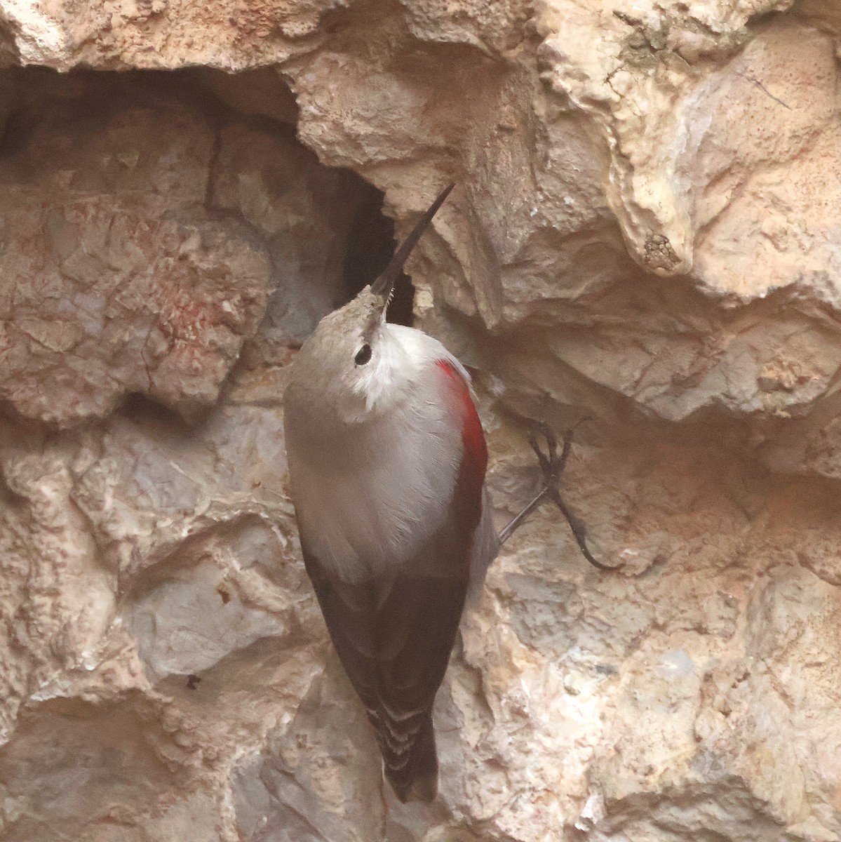 Wallcreeper - ML647231532