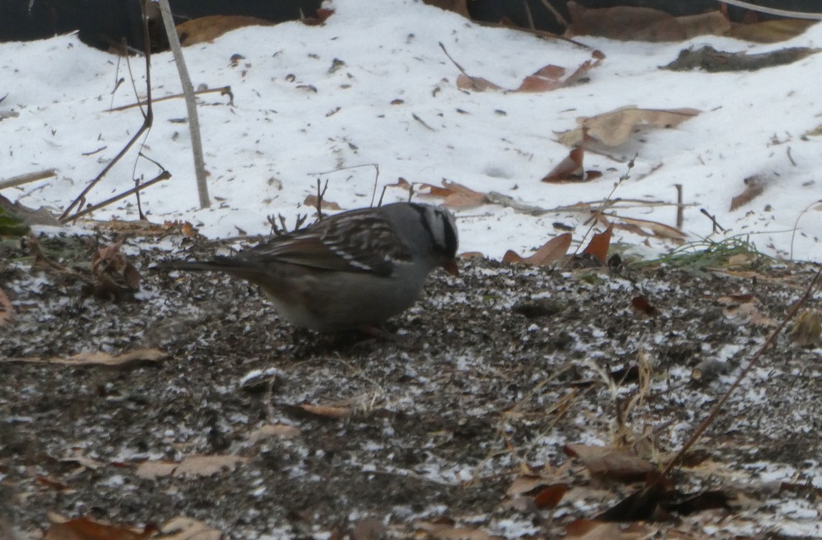 White-crowned Sparrow - ML647231534