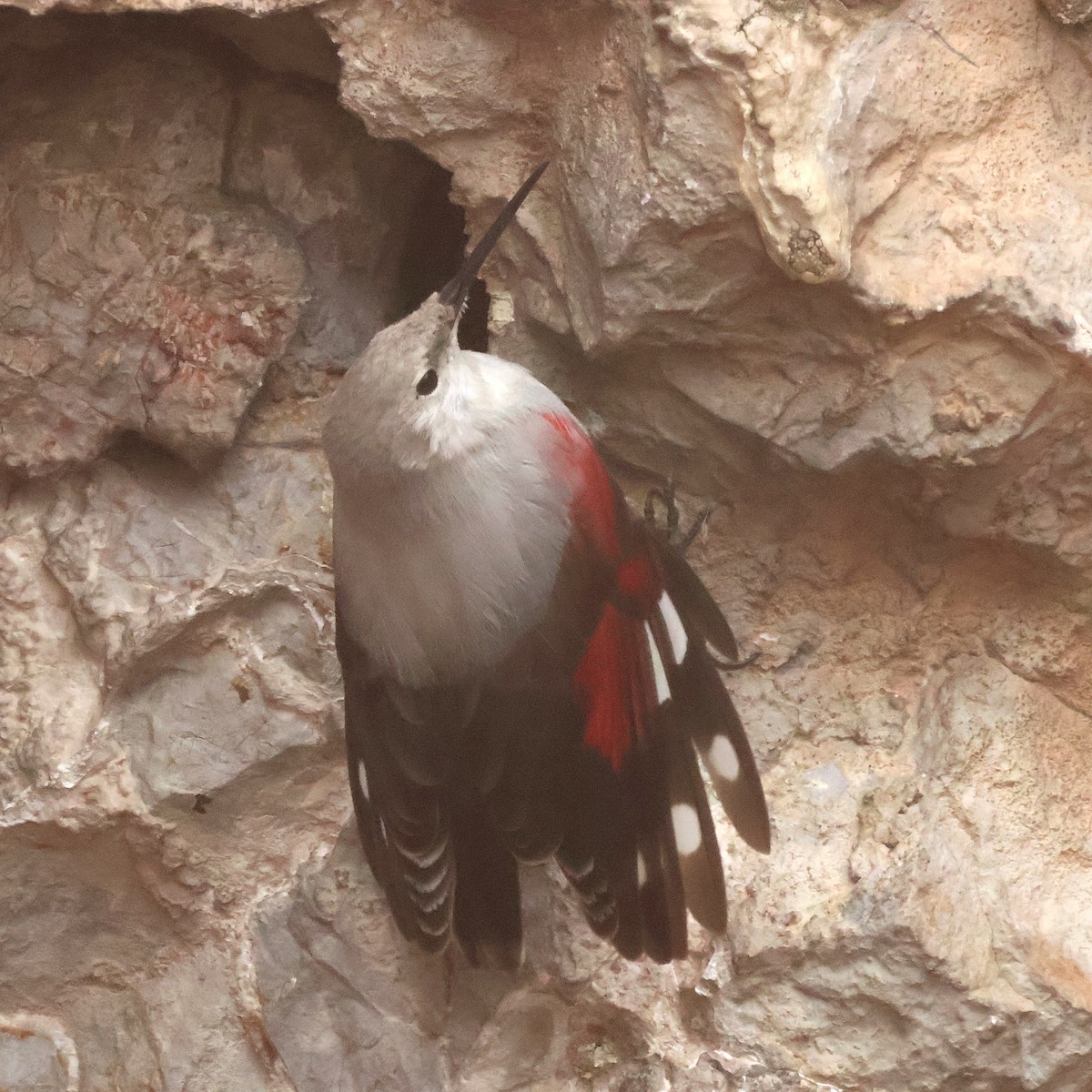 Wallcreeper - ML647231535
