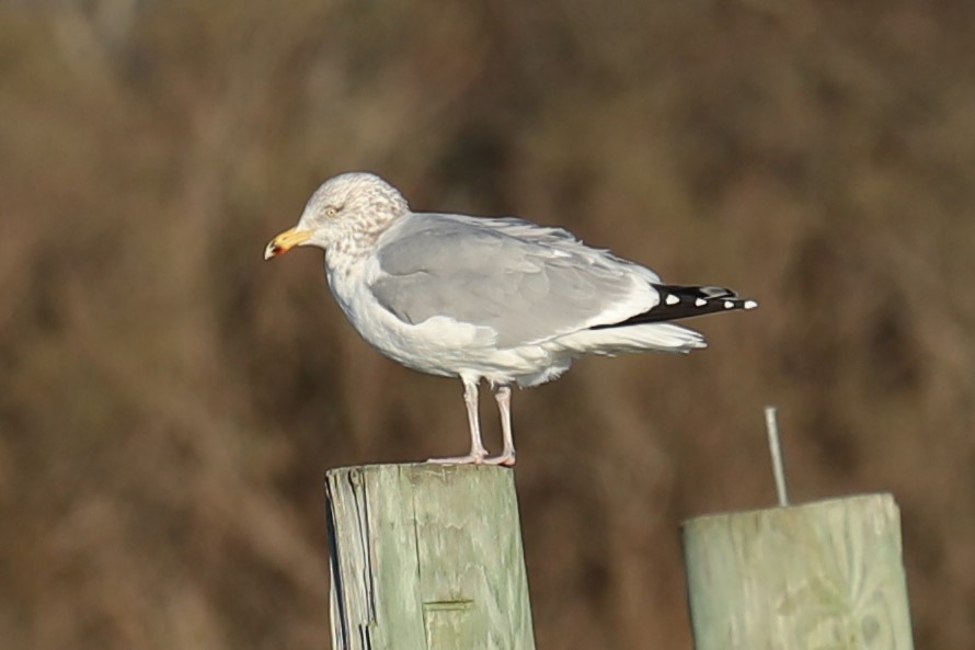 American Herring Gull - ML647231536