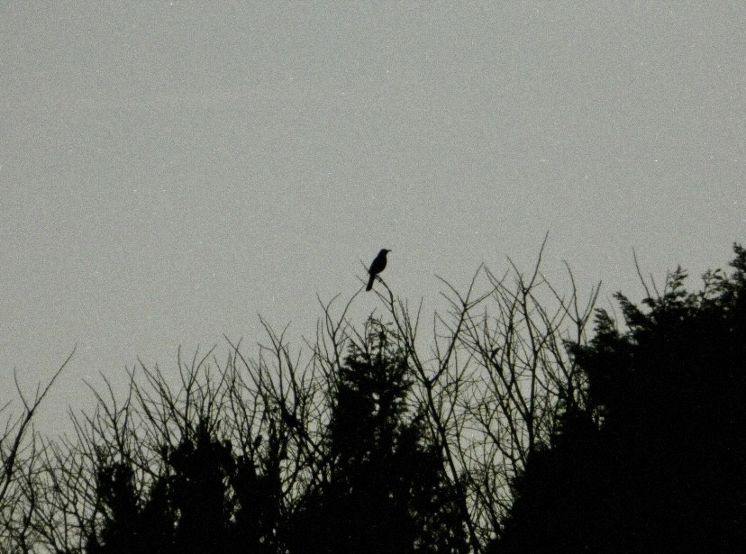 Eurasian Blackbird - ML647231538