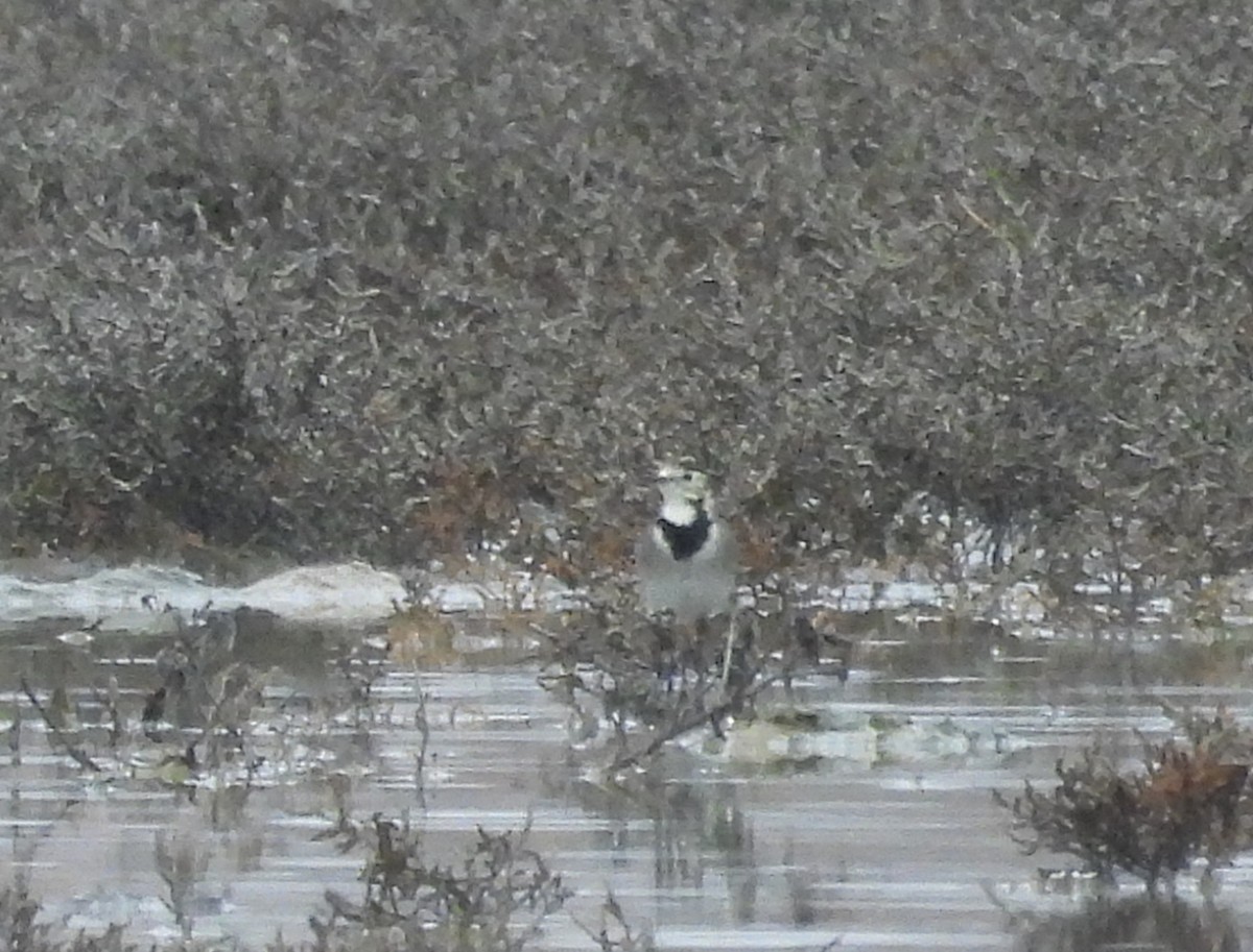 白鶺鴒 - ML647231539