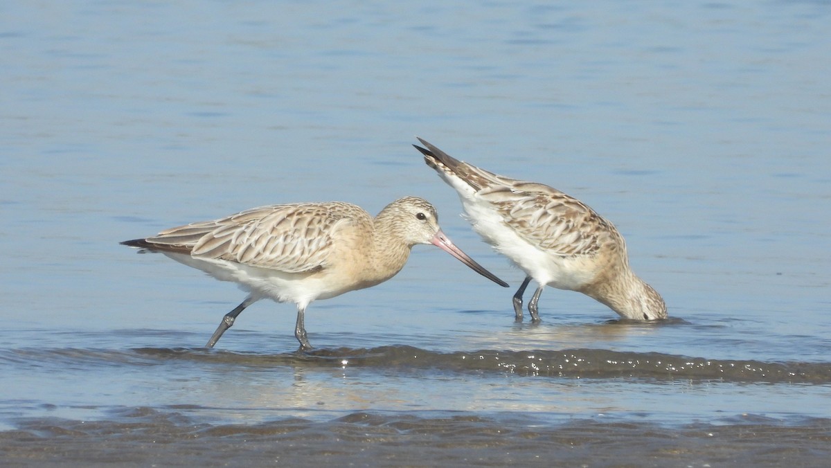 斑尾鷸 - ML647231540