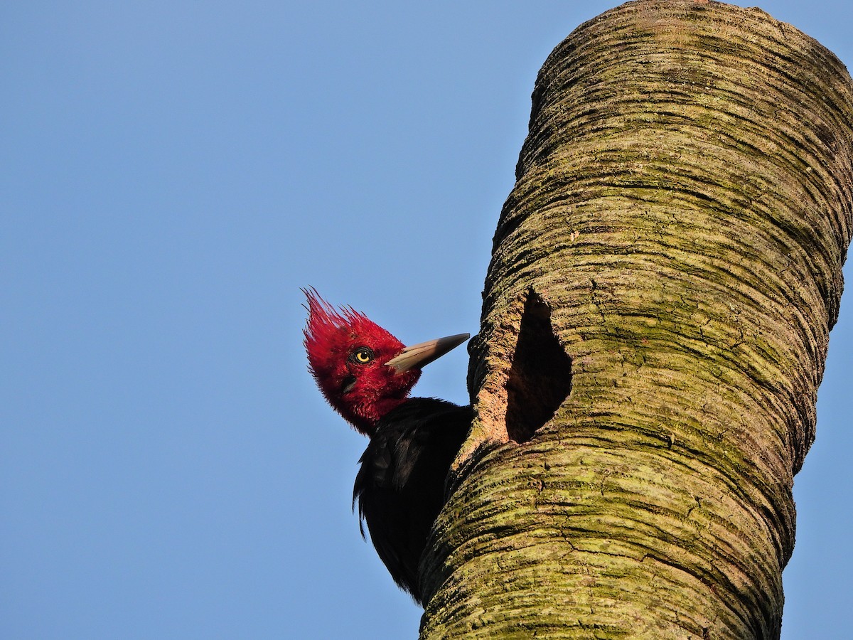 Cream-backed Woodpecker - ML647231543