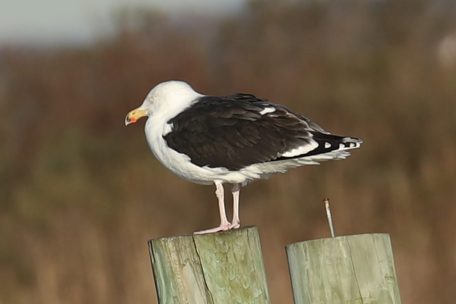 Great Black-backed Gull - ML647231546
