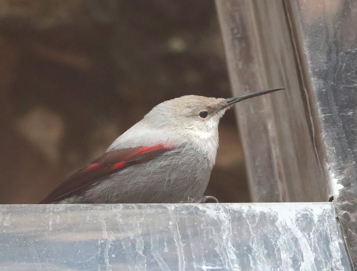 Wallcreeper - ML647231547