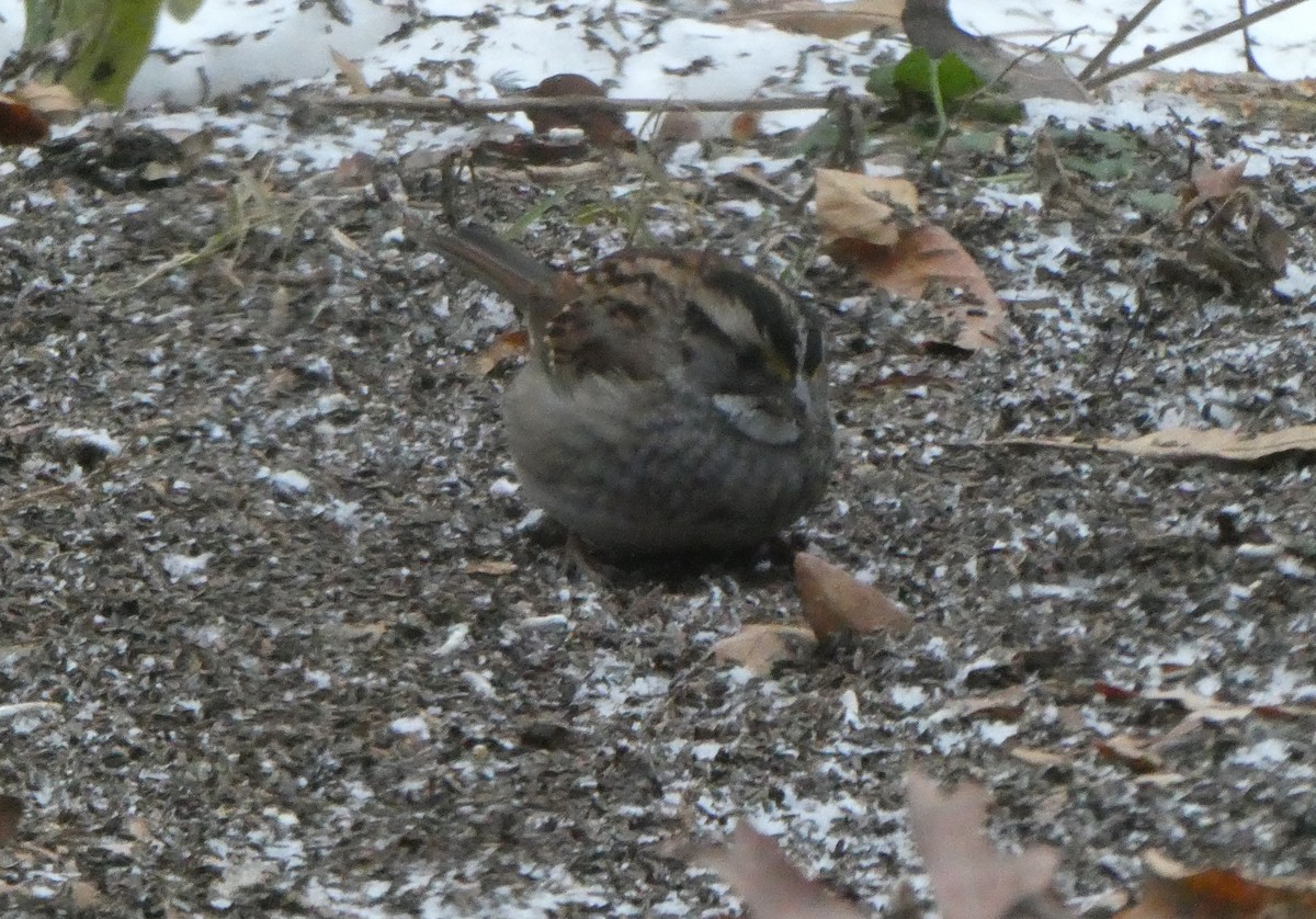 White-throated Sparrow - ML647231549