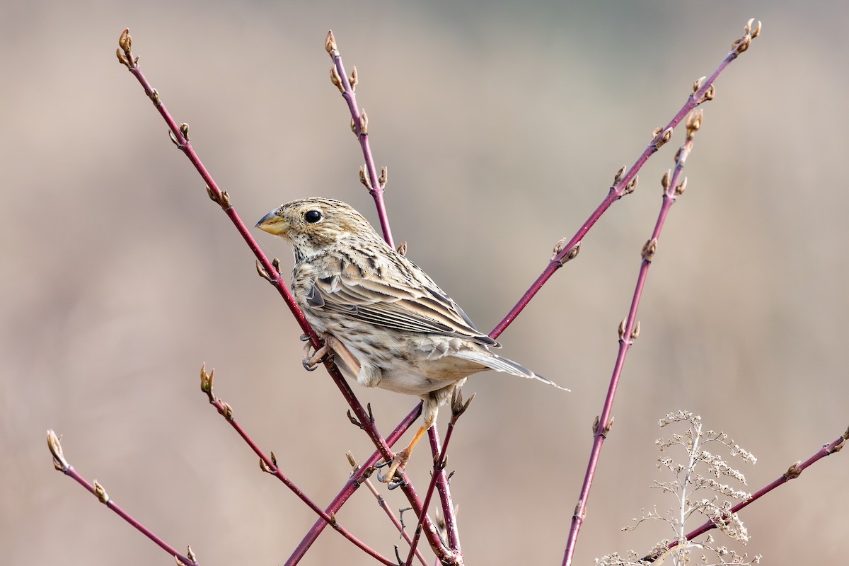 Corn Bunting - ML647231553