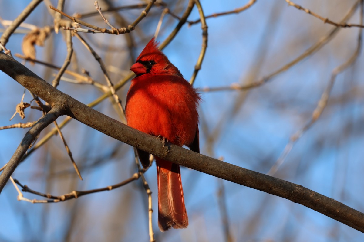 Northern Cardinal - ML647231556
