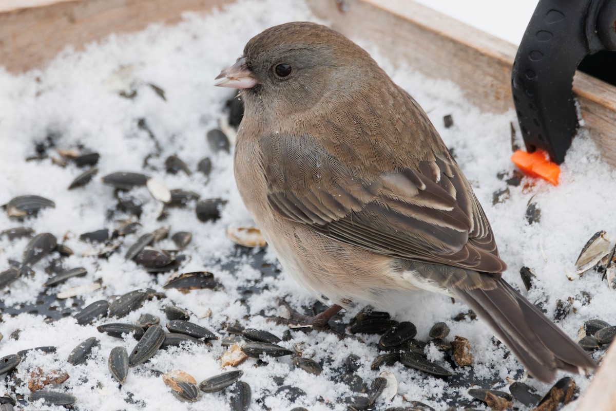 Dark-eyed Junco - ML647231558