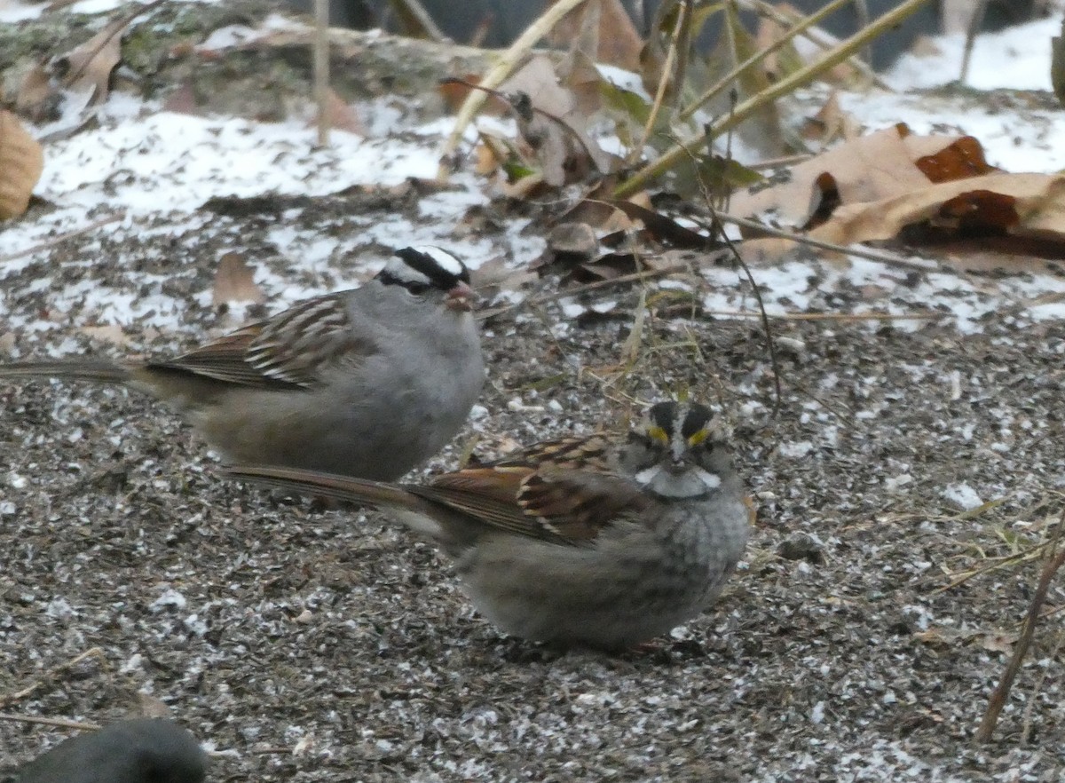White-throated Sparrow - ML647231560