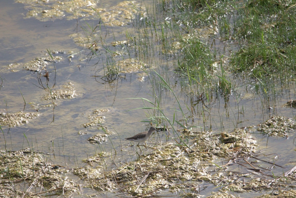 タカブシギ - ML647231561