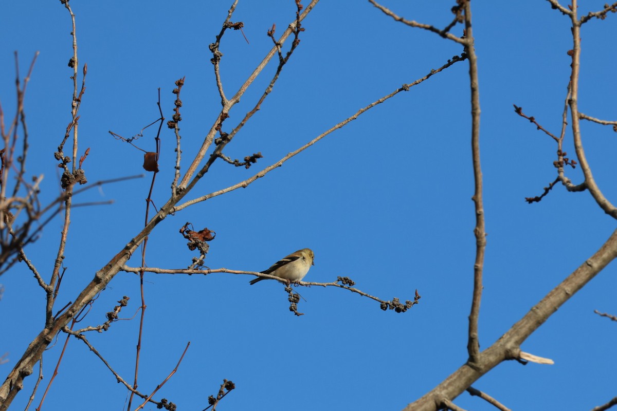 American Goldfinch - ML647231562