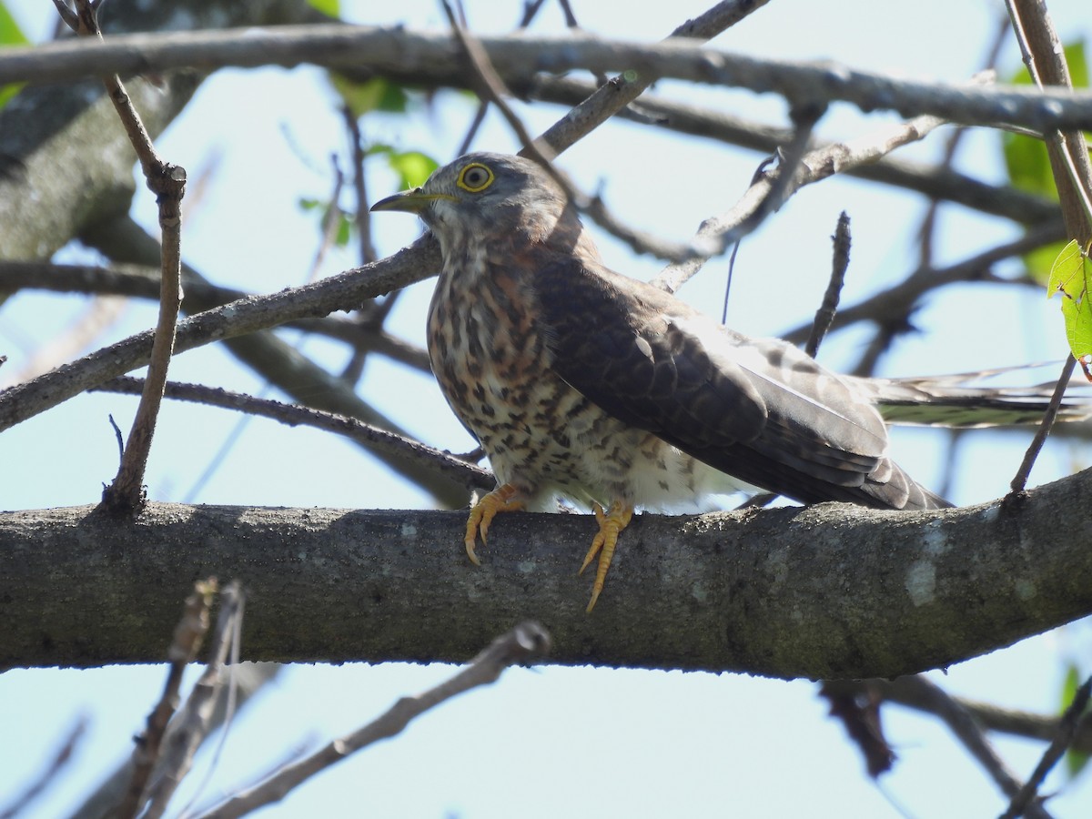 Common Hawk-Cuckoo - ML647231569