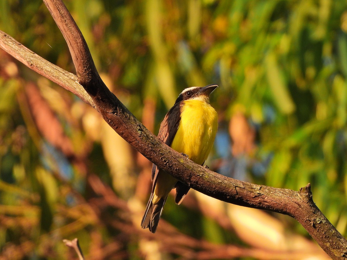 Пітанга-великодзьоб - ML647231585