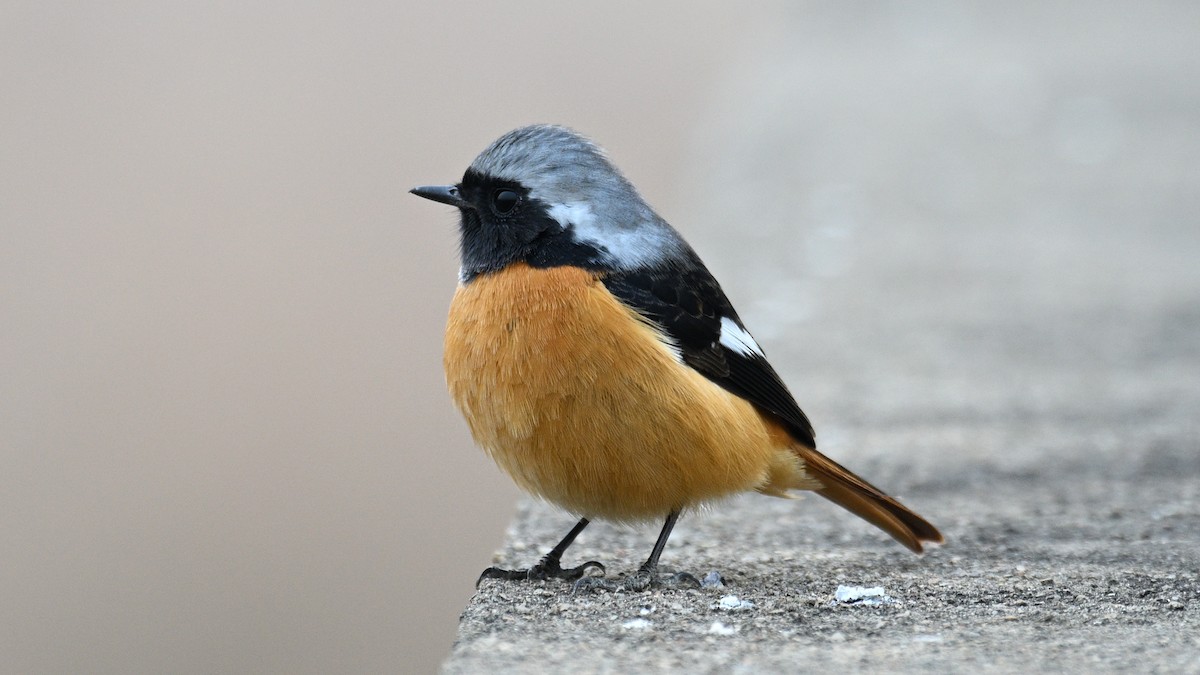 Daurian Redstart - ML647231589