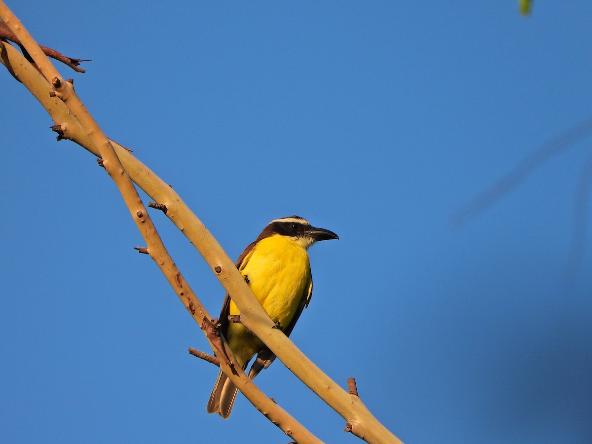 Пітанга-великодзьоб - ML647231596