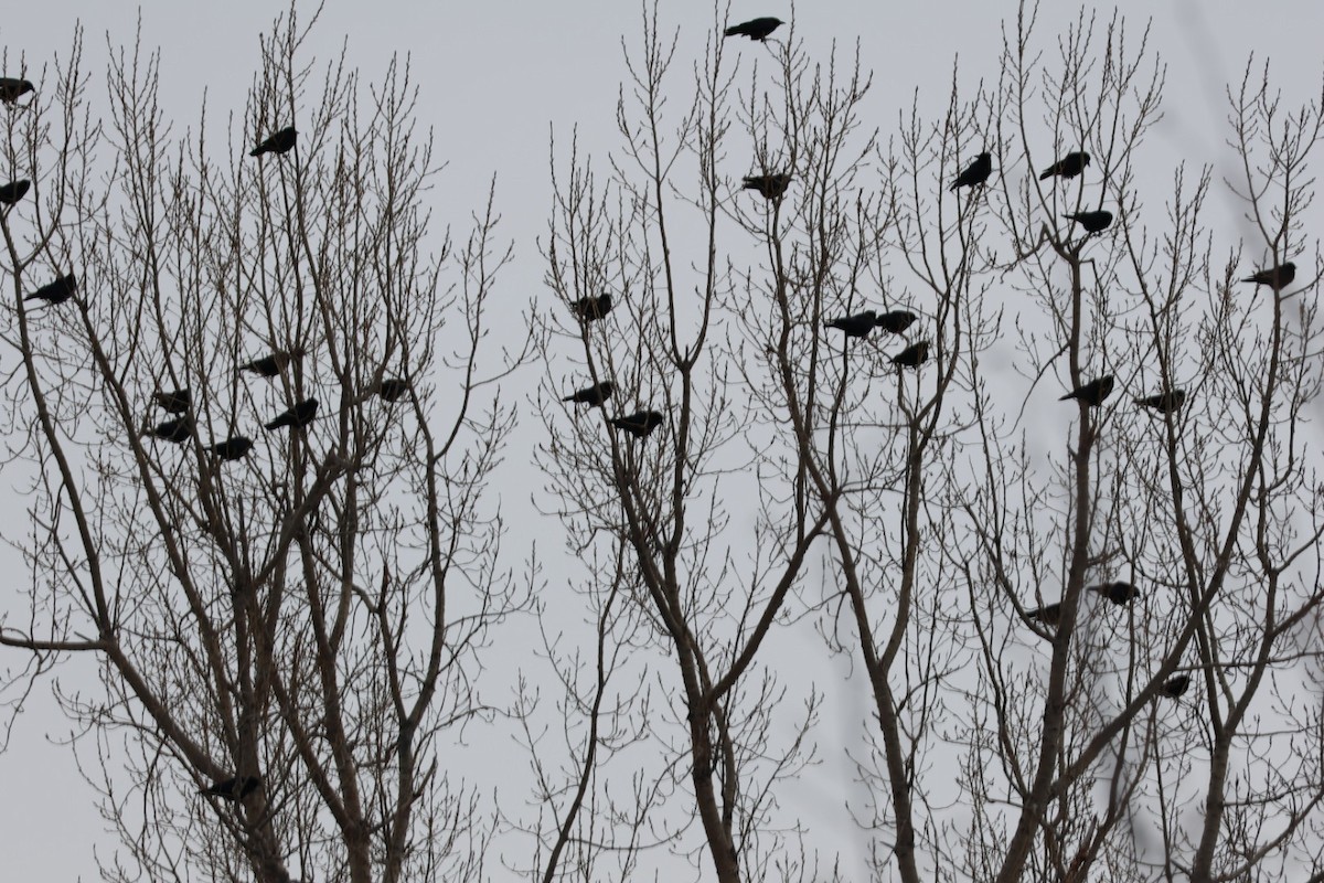 American Crow - ML647231598