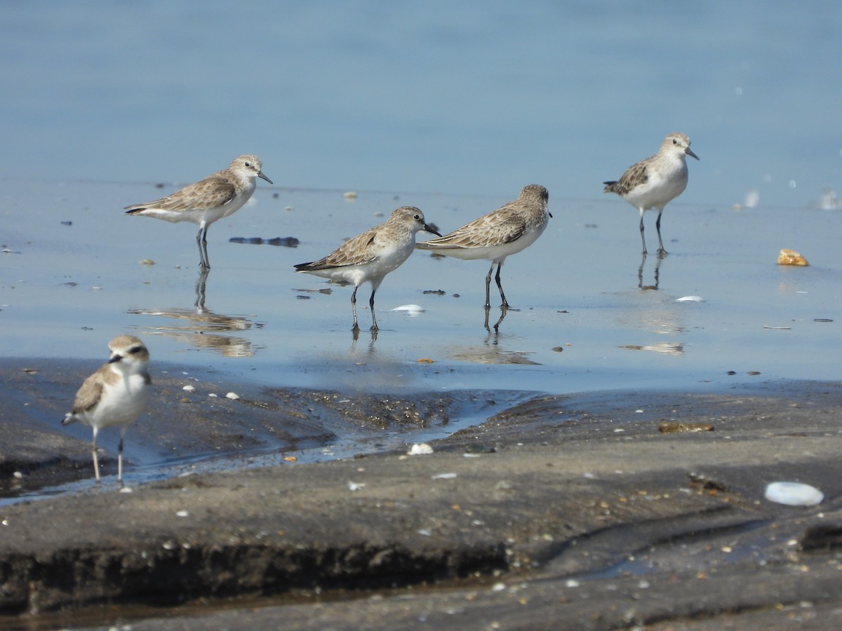 Little Stint - ML647231600