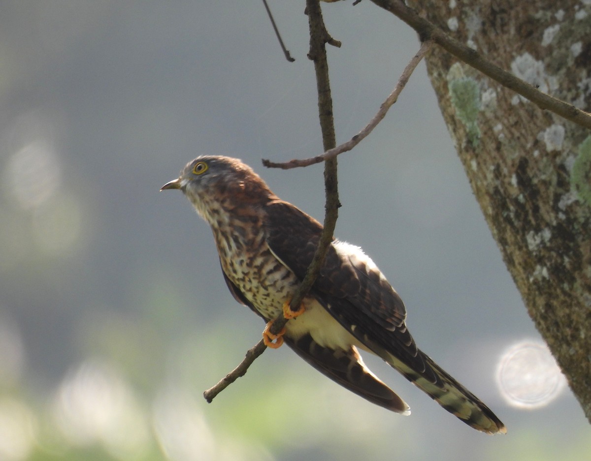 Common Hawk-Cuckoo - ML647231609