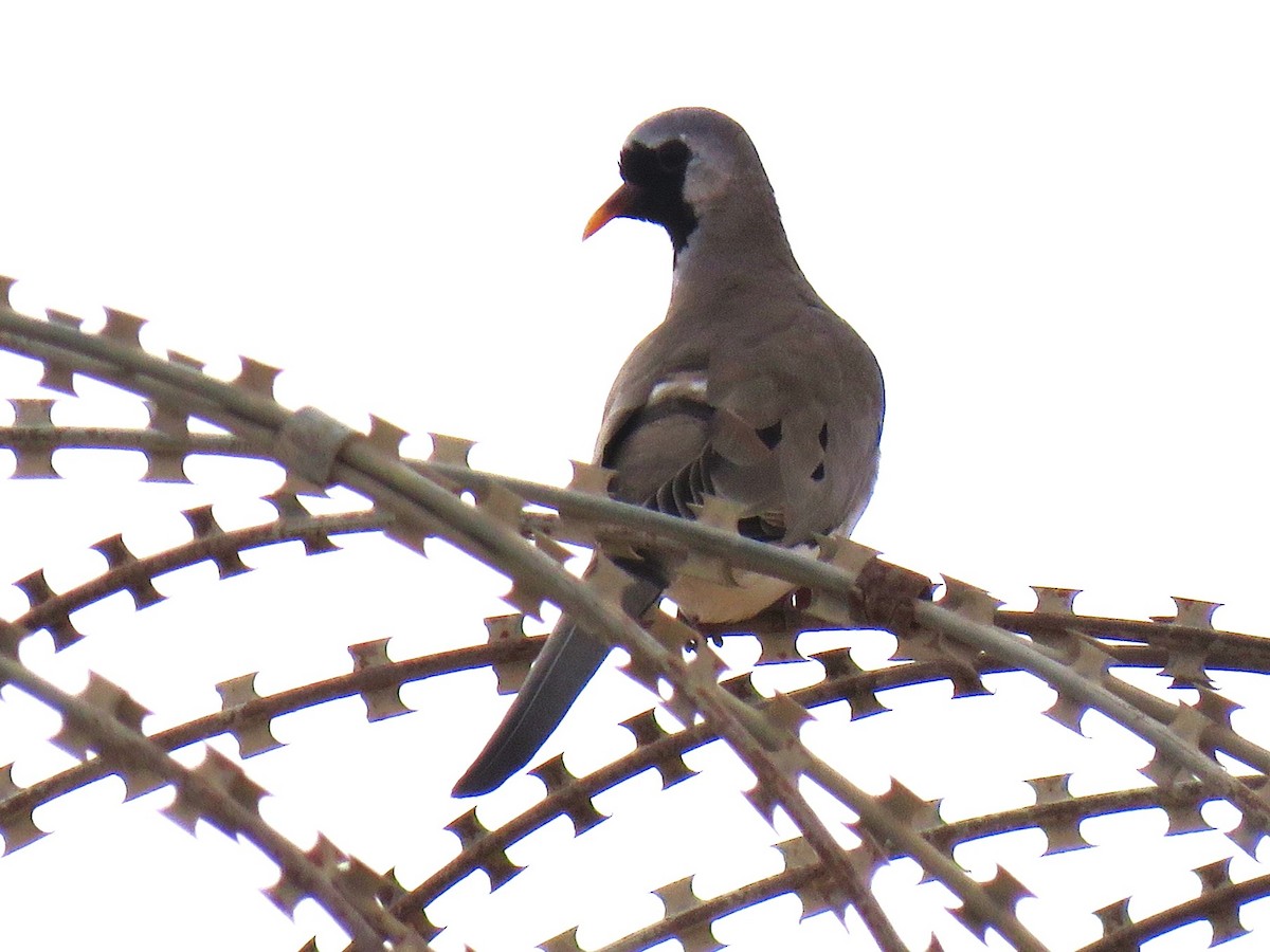 hrdlička kapská - ML647231615