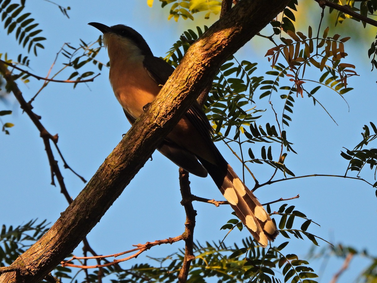 Dark-billed Cuckoo - ML647231616