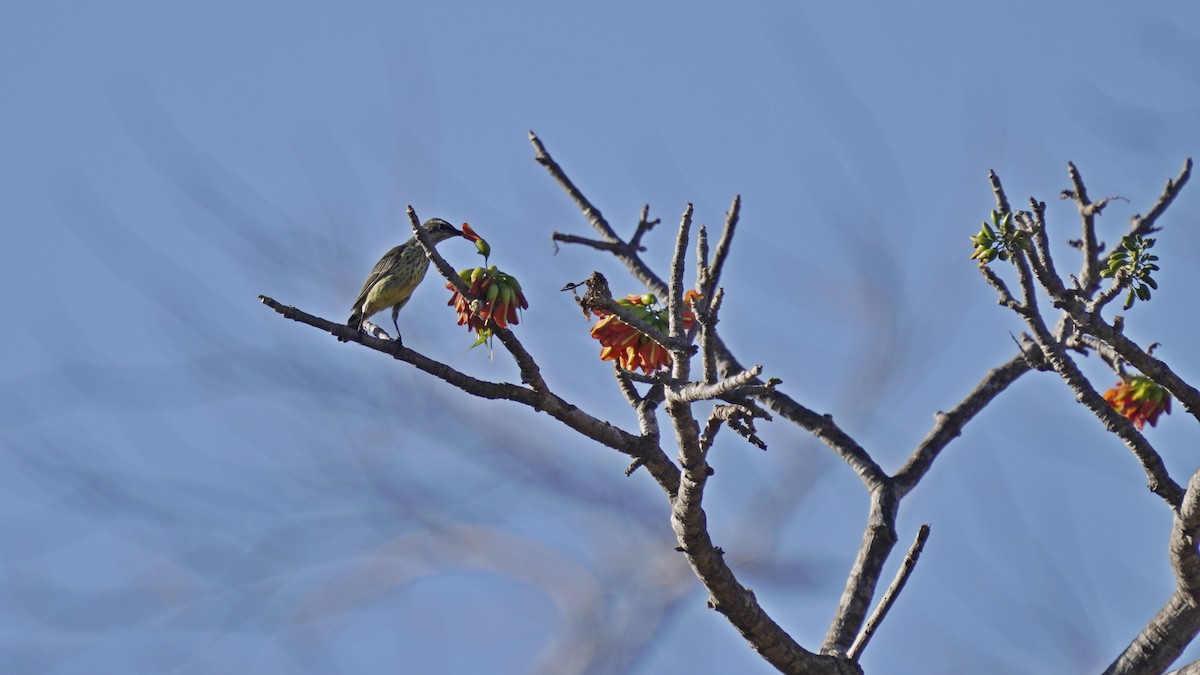 Malagasy Sunbird - ML647231625