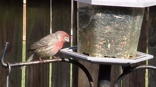 Мексиканская чечевица - ML647231628