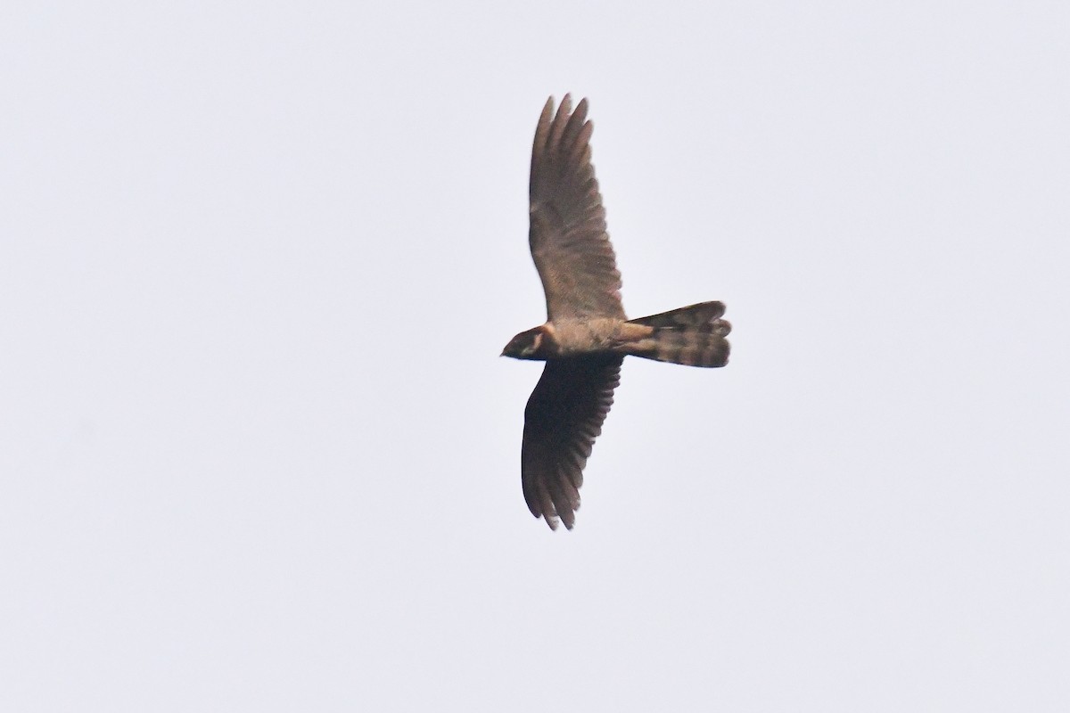 Great Eared-Nightjar - ML647231631