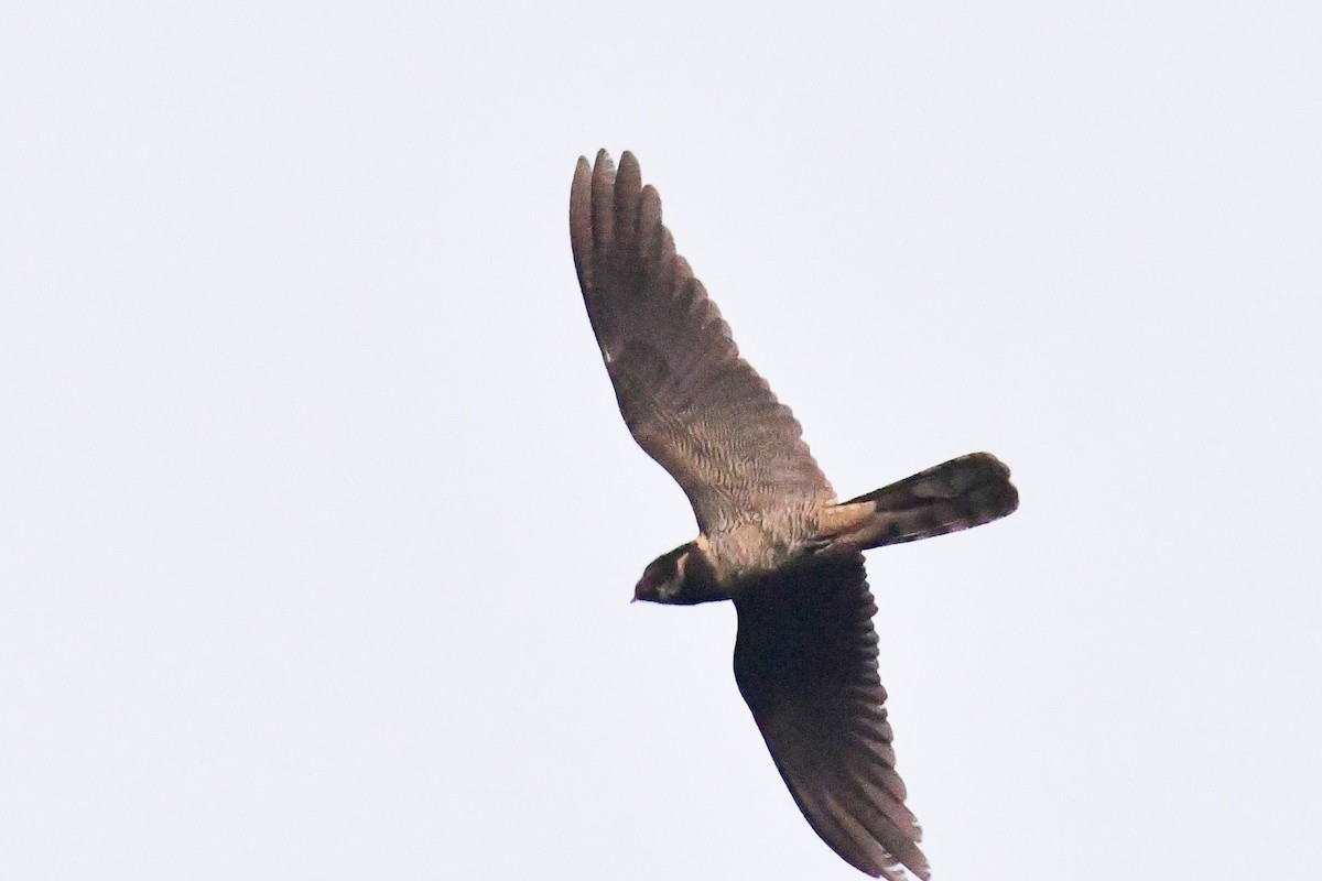 Great Eared-Nightjar - ML647231633