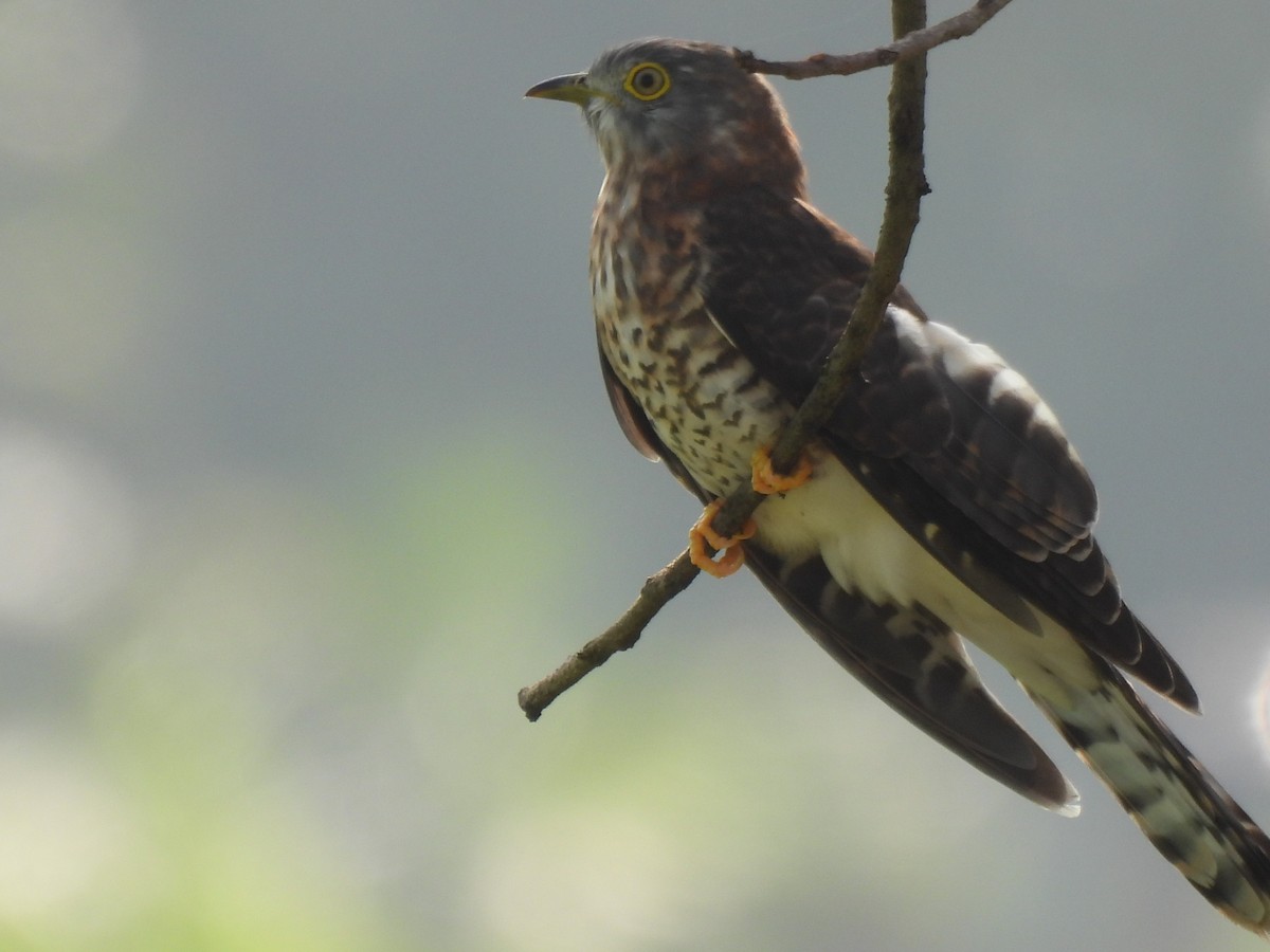 Common Hawk-Cuckoo - ML647231635
