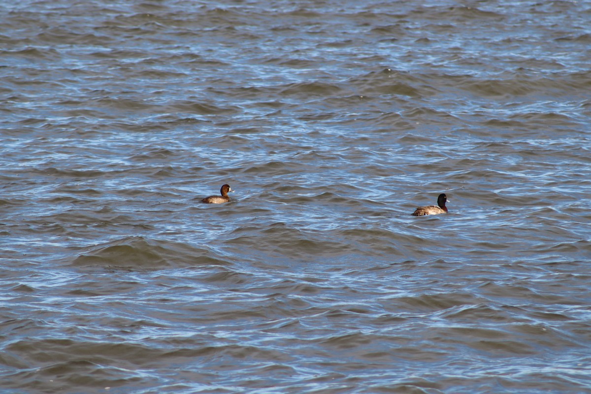 Greater Scaup - ML647231641