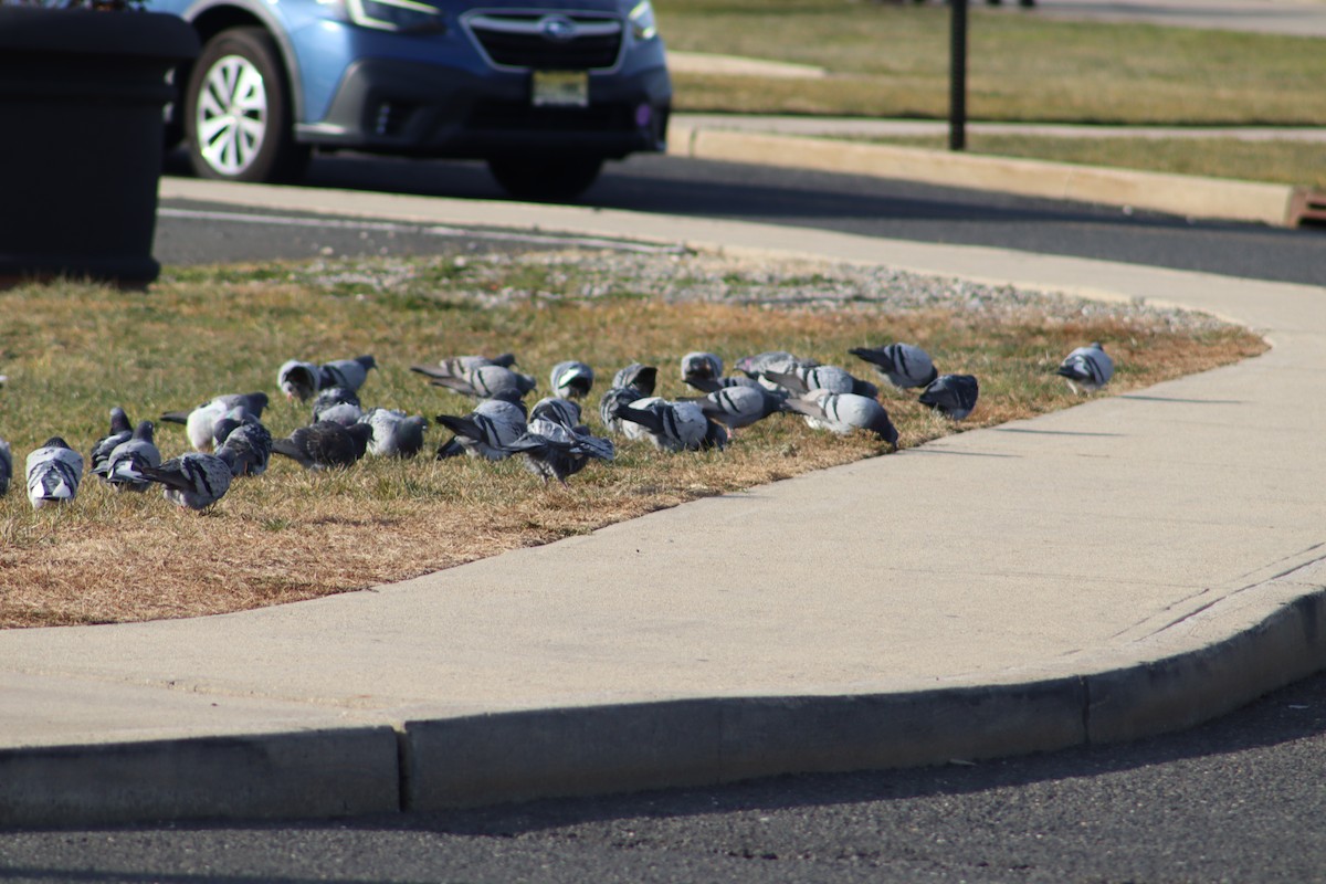 Rock Pigeon (Feral Pigeon) - ML647231648