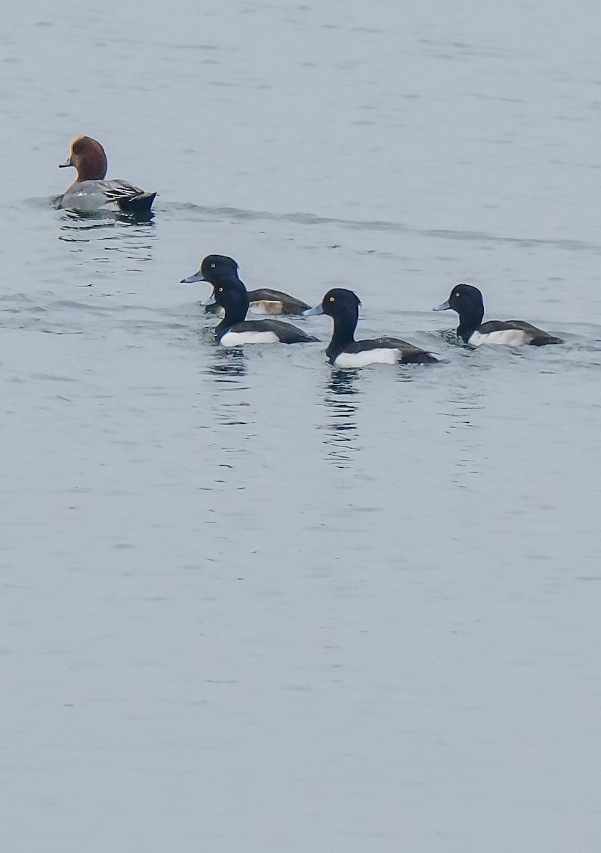 Tufted Duck - ML647231655