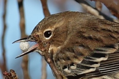 Yellow-rumped Warbler - ML647231659