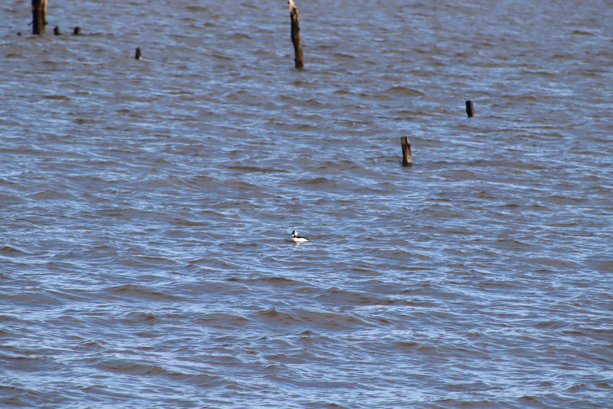 Bufflehead - ML647231662