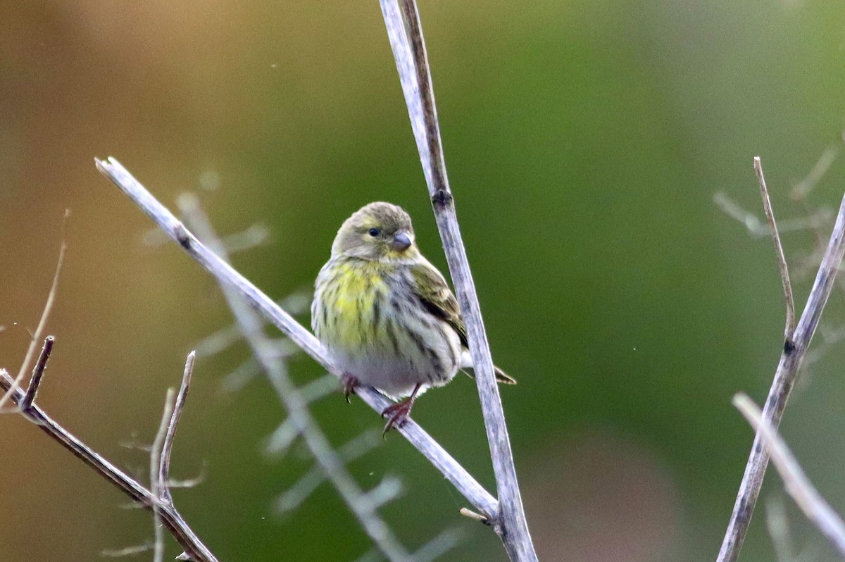 Txirriskila arrunta - ML647231672